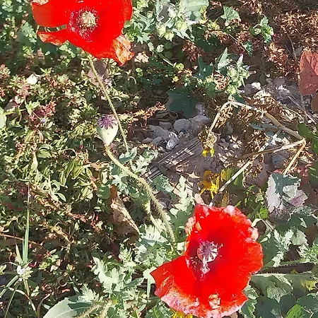 Poppy Villa *